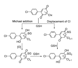 Scheme 1: Pathways for the formation of GSH conjugates from chlorinated quinones via chlorine-substitution and Michael addition reactions.