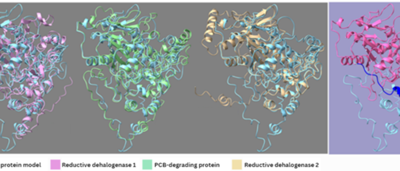 Mattes degrading protein model picture